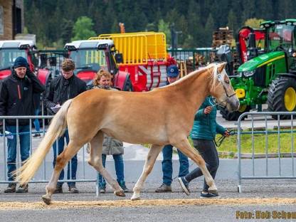 Bild 2:Tragende Haflingerstute