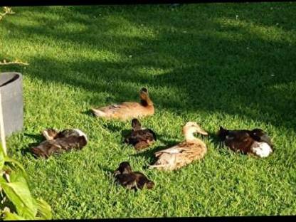 Enten