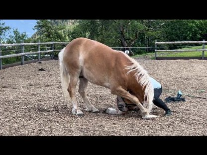 Bild 4:Haflingerwallach abzugeben