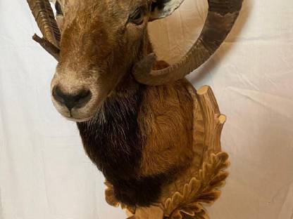 Bild 4:Jagdtrophäen