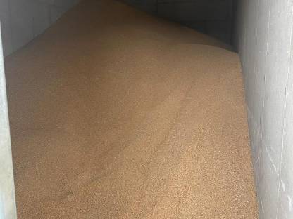 Futterweizen
