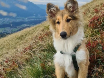 Collie-Hündin in sable abzugeben wegen Allergie des Kindes