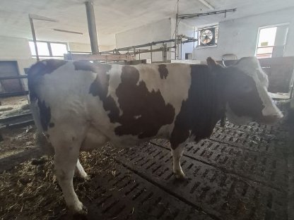 Fleckvieh Erstlingskuh zu verkaufen