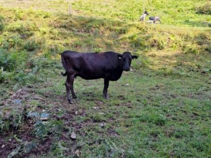 Wagyu Rinder