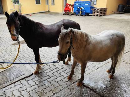 2 Ponies