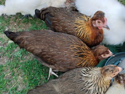 Verkaufe 7 Altsteirer Hennen