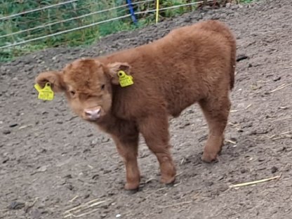 Bild 4:3-jährige Hochlandrind-Kuh mit Kuhkalb zum Verkaufen