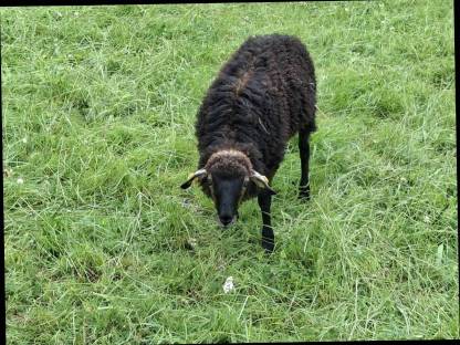 Bild 2:Krainer Steinschaf Jungwidder