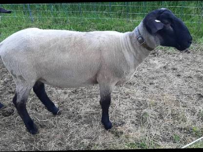 Suffolk Widder aus Herdebuchzucht FW 114