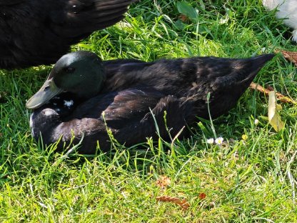 Enten, Laufenten-Küken