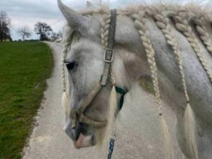 Shire Horse, größte Pferderasse der Welt, Kaltblut
