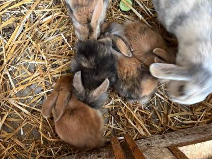 Zwergkaninchen abzugeben - 8 Wochen alt