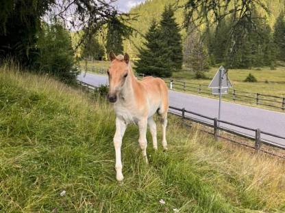 Verkaufe Haflinger Stutfohlen