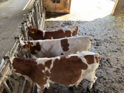 Bild 3:Bio-Fresser 3-4 Monate