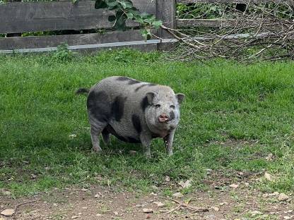 Weibliches Hängebauchschwein