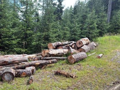 Bild 2:Zirbenstücke