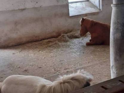 Bild 3:Einstellplatz im Offenstall