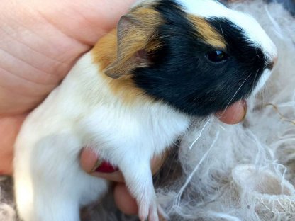 Meerschweinchen