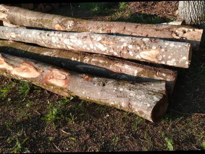 Verkaufe Buche Brennholz Stämme