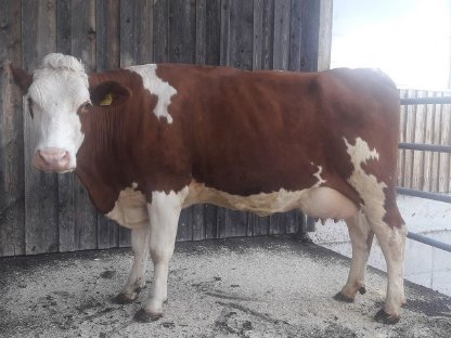 Bio Erstlingskuh