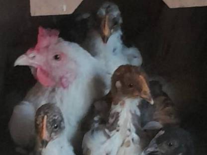 Bild 2:Easteregger Bruteier/Buntleger