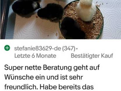 Bild 2:Bunte Eier Bruteier Grünleger Blauleger Olivleger Maran
