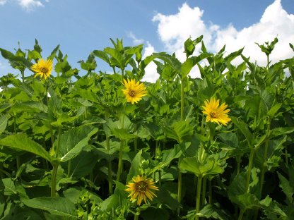 2,5 ha Durchwachsende Silphie
