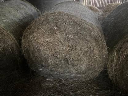 Bild 5:Heu Rundballen 1. und 2. Schnitt 2024
