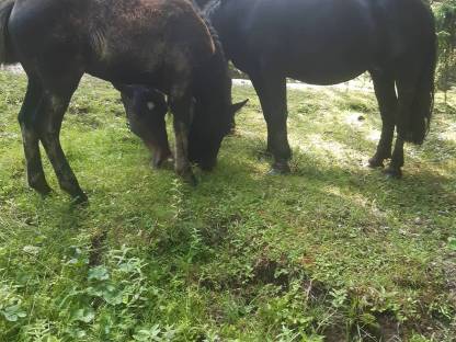 Bild 4:Norika Rappstutfohlen.