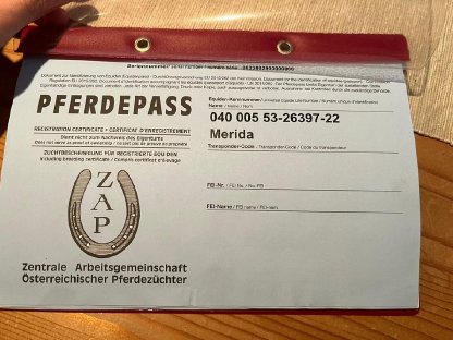 Bild 4:Schöne Noriker-Stute