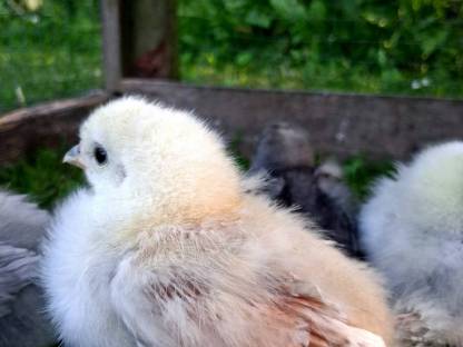 Seidenhuhn Küken