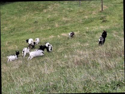 Bild 5:Zwergziegen und Zwergziegenböcke