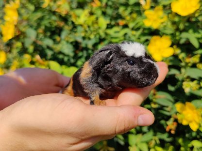Meerschweinchen zu verkaufen
