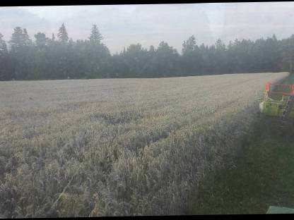 Triticale
