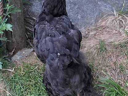 Küken