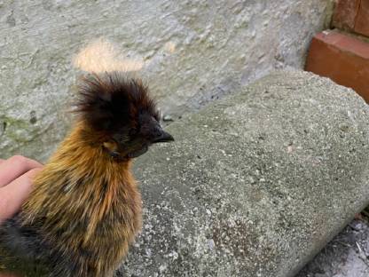 Bild 6:Reinrassige Australorp Bruteier, Hähne und Hennen