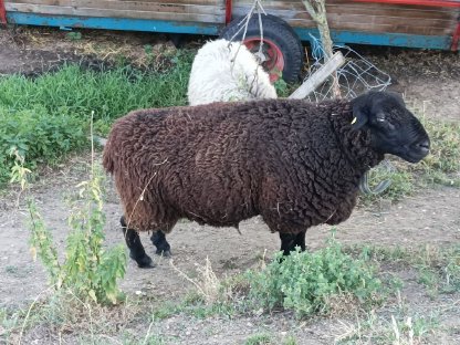 Bild 4:Jura Widder zu verkaufen