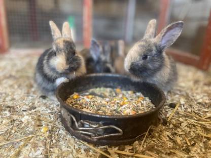 Bild 5:Kaninchenbabys