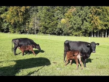 Wagyu F1 Mutterkühe