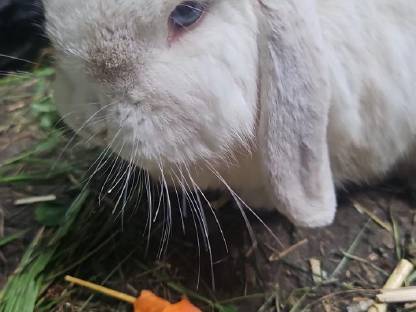 Bild 6:Zwerghase Minilop Schlappohren Hängeohren