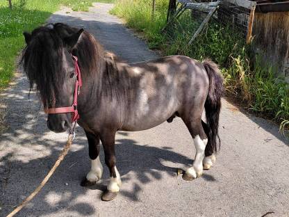 Pony-Hengste