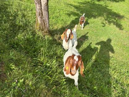 Bild 4:Burenziegenböcke