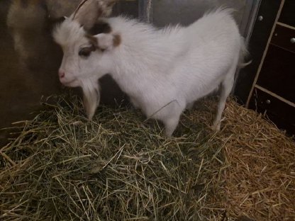 Bild 2:Mini-Zwergziegenbock leihen