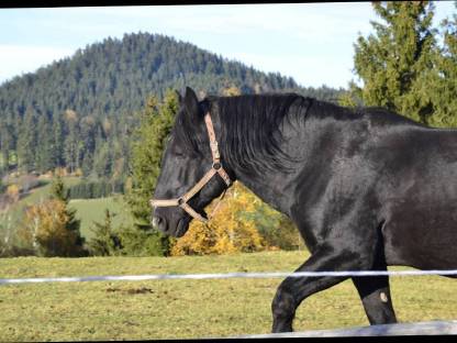 Bild 6:Zollner Schaunitz XVI Noriker Deckhengst