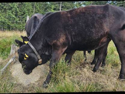 Bild 2:Angus-Kalbinnen