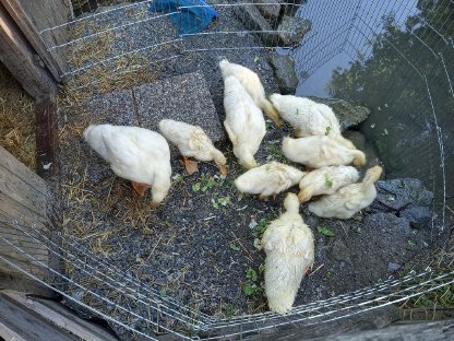 Pekingenten