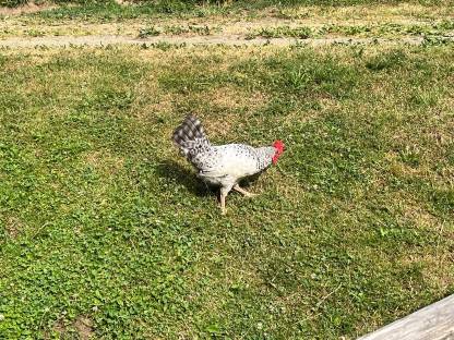 Bild 3:Junghähne abzugeben