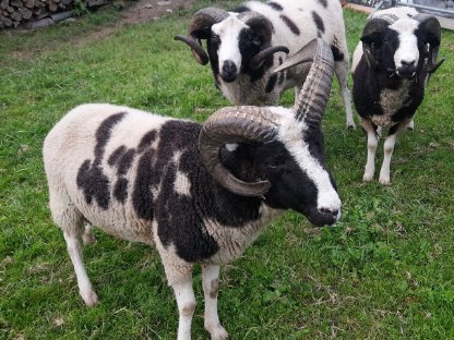 Bild 3:Vierhornwidder, Jakobs-Widder