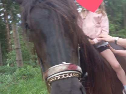 Bild 3:Schöne Noriker-Stute