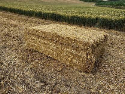 Bild 2:Stroh Ernte 2025